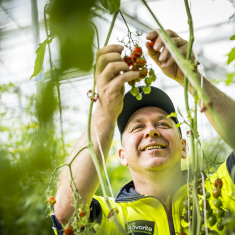 An image of a person picking fruit