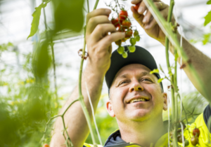 An image of a person picking fruit